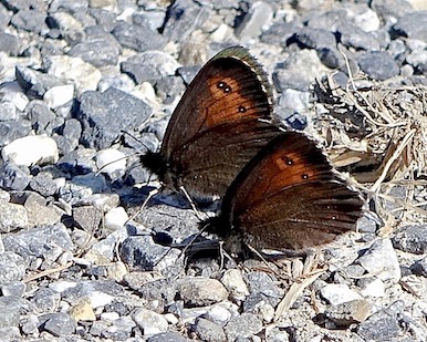 large ringlet